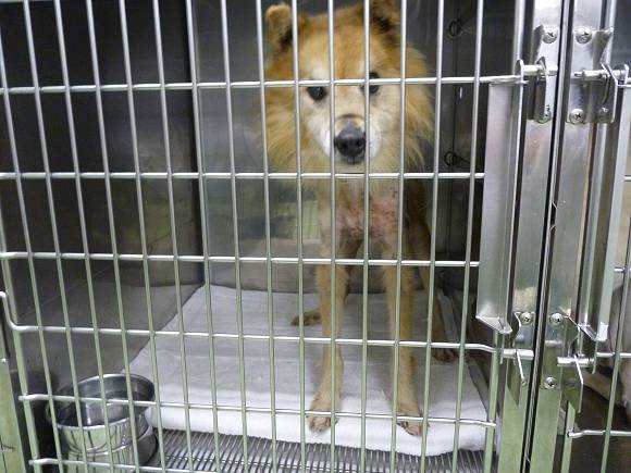 07 30 老いた犬猫のハエウジ症 兵庫県加古川市 グリーンピース動物病院