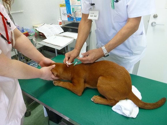 寄生虫 疾病の予防 兵庫県加古川市 グリーンピース動物病院