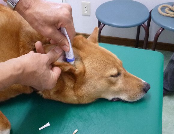 耳鼻科 兵庫県加古川市 グリーンピース動物病院