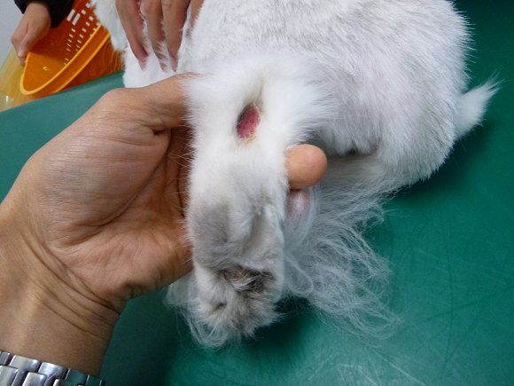11 11 チンチラ猫の真菌性皮膚炎 兵庫県加古川市 グリーンピース動物病院