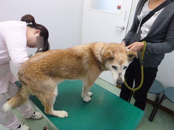 寄生虫 疾病の予防 兵庫県加古川市 グリーンピース動物病院