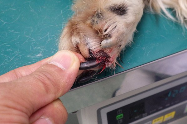 犬の爪の損傷 兵庫県加古川市 グリーンピース動物病院