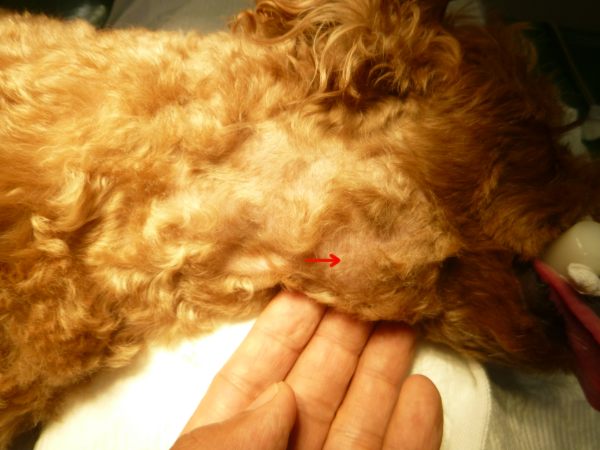 犬の唾液腺嚢胞の手術 兵庫県加古川市 グリーンピース動物病院