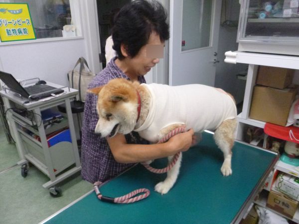 14 8月 兵庫県加古川市 グリーンピース動物病院