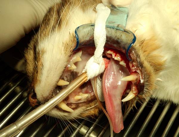 歯 周 治療 猫 病 歯周病は薬で治る？市販の治療薬・予防薬