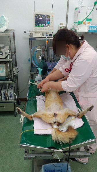 16 2月 兵庫県加古川市 グリーンピース動物病院