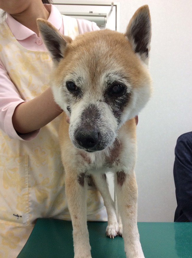 柴犬の皮膚病 食事性アレルギー に細菌と真菌感染が併発 兵庫県加古川市 グリーンピース動物病院