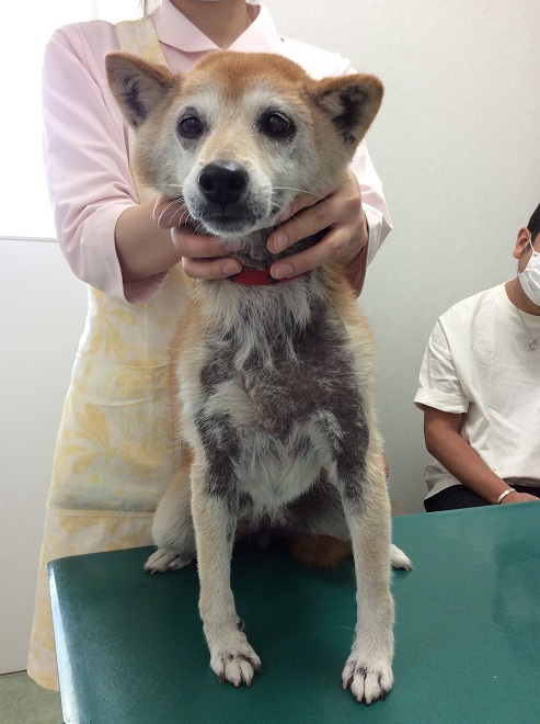 皮膚科 兵庫県加古川市 グリーンピース動物病院