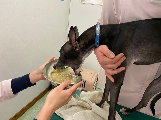 消化器内科 兵庫県加古川市 グリーンピース動物病院